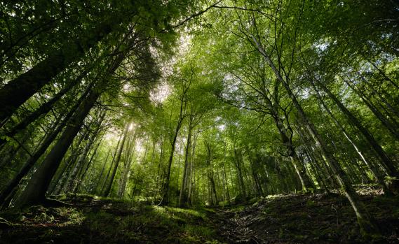 Schönheit des Waldes in den Karpaten