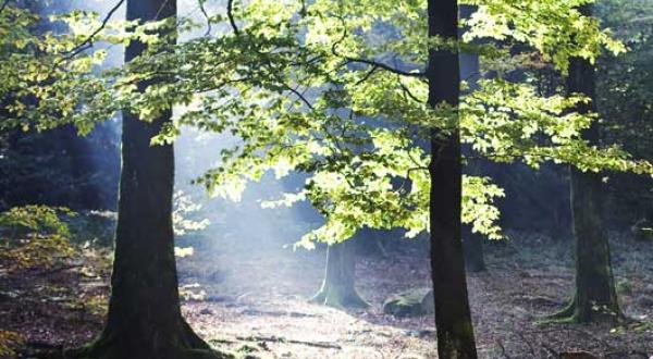 Buchenwald im Spessart