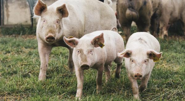 Bessere Tierhaltung kostet Geld - und das trifft auf Verständnis