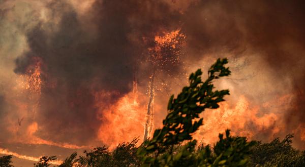 Ein Wald steht in Flammen