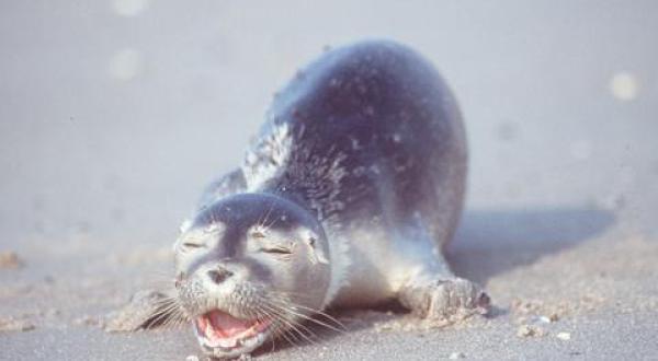 diseased seals