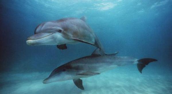 Bottlenose dolphins