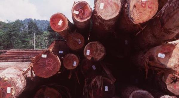 rainforest Sarawak logging