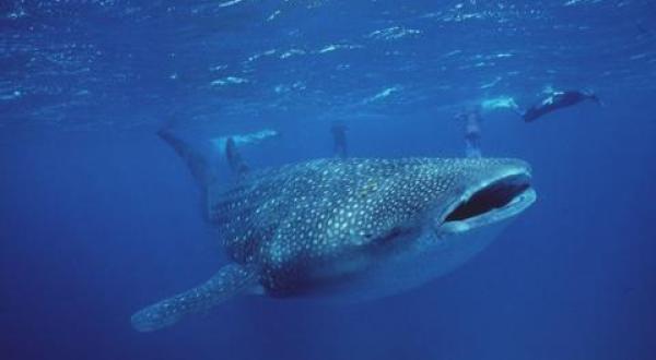 Whale shark