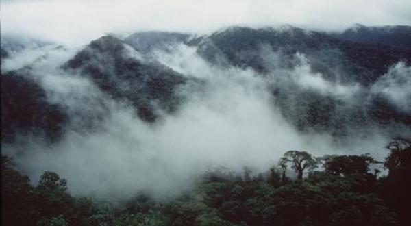 Costa Rica rainforest