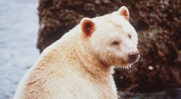 White Spirit Bear