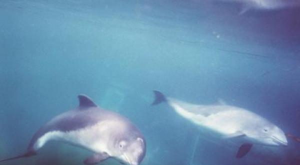 harbor porpoise research