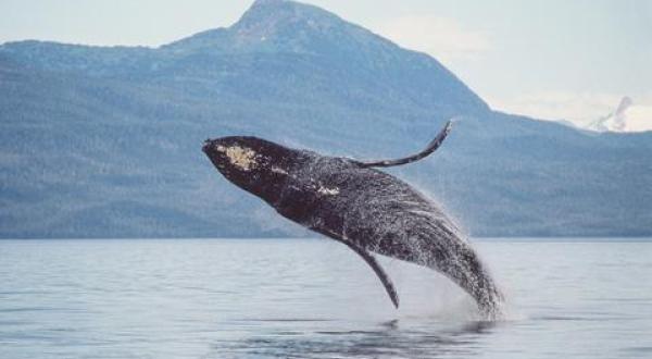 humpback whale