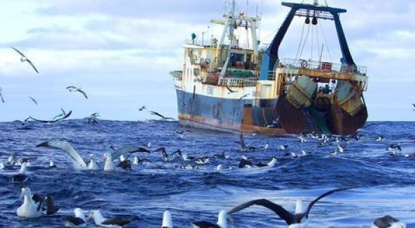 fishery Tasman Sea