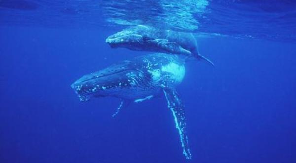 humpback whale / Buckelwal