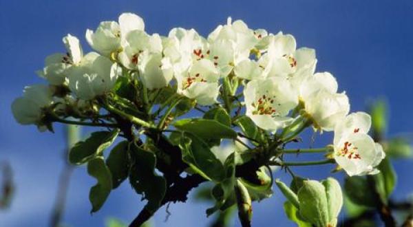 apple blossom