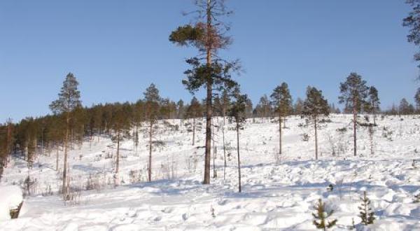 clearcut Lapland