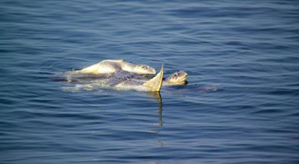 Olive Ridley Turtles