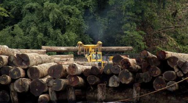 forest action Papua New Guinea