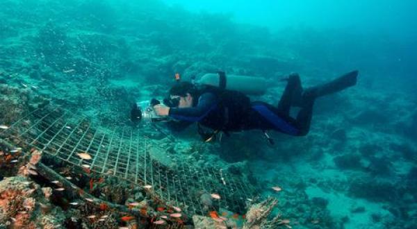 Red Sea pollution