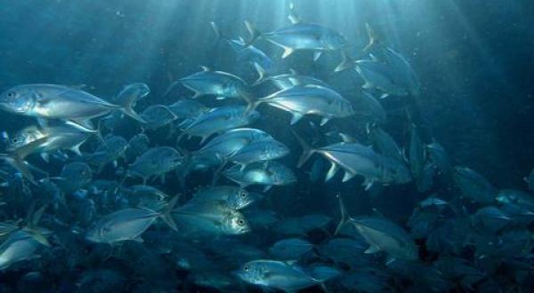 Apo Island Marine Life