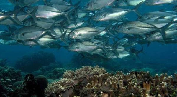 Apo Island Marine Life