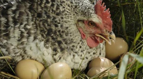 Huhn im Tierpark Arche Warder