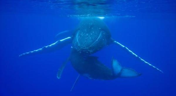 Humback Whales / Buckelwale