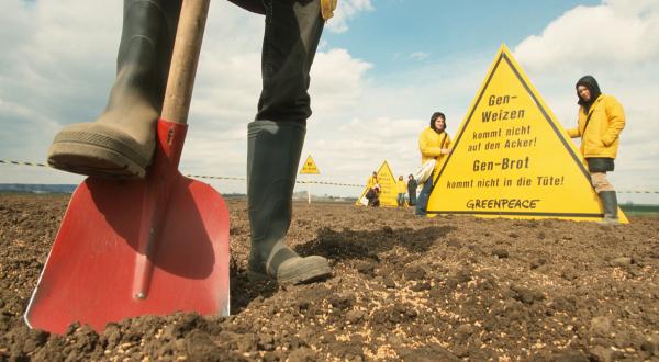 Action against GE Wheat in Germany