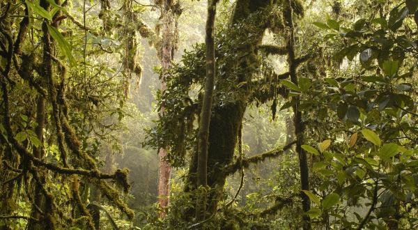 Regenwald in Papua-Neuguinea