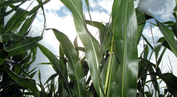 Sampling Genetically Engineered Maize in Germany