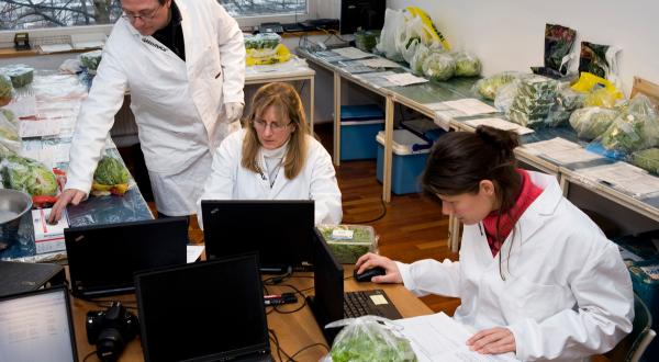 Testing Lettuce for Pesticides in Germany