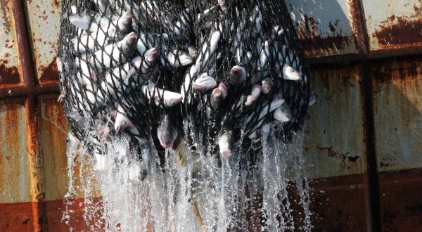 Dolphin Bycatch Tour in English Channel