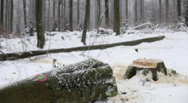 Schutz alter Buchen im Spessart