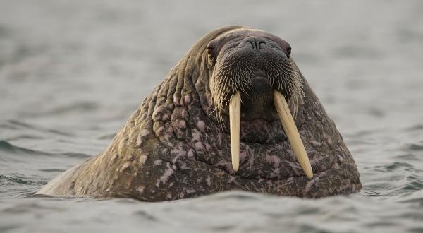 Walrus in the Polar Sea