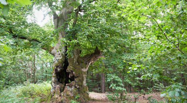 Alte Buche im Kellerwald