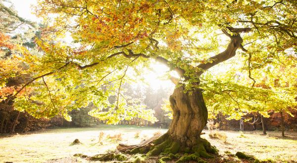 Herbstliche Buche in der Sonne