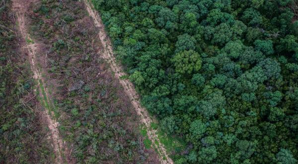 Zerstörte Wälder neben nicht zerstören Wäldern