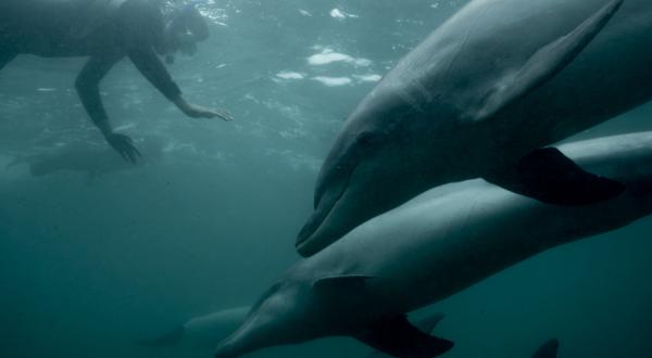 Schwimmen mit Delfinen: Die Unterwasserfotografin Michaela Skovranova erkundet die einzigartige Flora und Fauna der Großen australischen Bucht. Aber die Gegnd ist in Gefahr. Big Oil, angeführt von der norwegischen Firma Statoil, hat die Augen auf das Bright gerichtet. Wenn ihre Pläne umgesetzt werden, sind die Bedrohungen durch eine Ölpest, ohrenbetäubende seismische Sprengungen und Umweltverschmutzung nur allzu real.