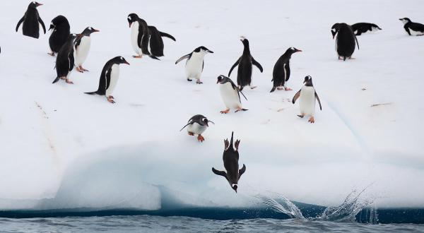 Zügelpinguine und Eselspinguine in der Antarktis