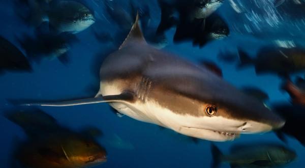 Black Tip Reef Sharks in Raja Ampat, Papua, Indonesia