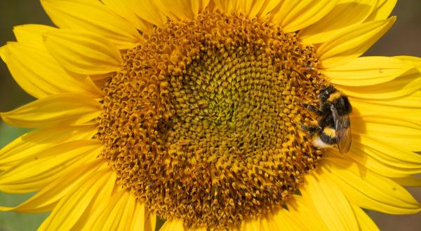 Hummel auf Sonnenblume in Deutschland