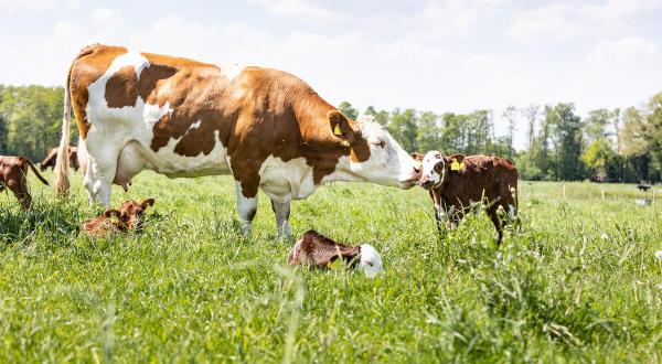 Eine Kuh mit ihrem Kalb auf der Weide