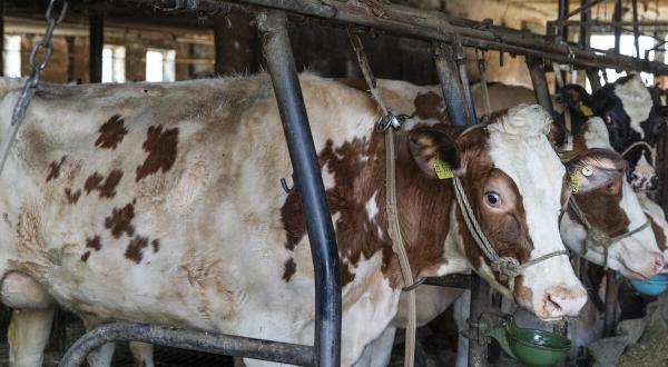 Mehrere Kühe stehen nebeneinander in Anbindehaltung