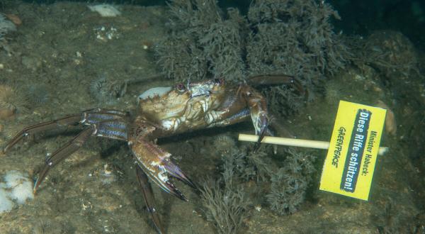 Dives in the North Sea off Borkum