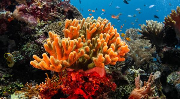 The Marine Biodiversity of Batu Rufus Dive Site, Raja Ampat