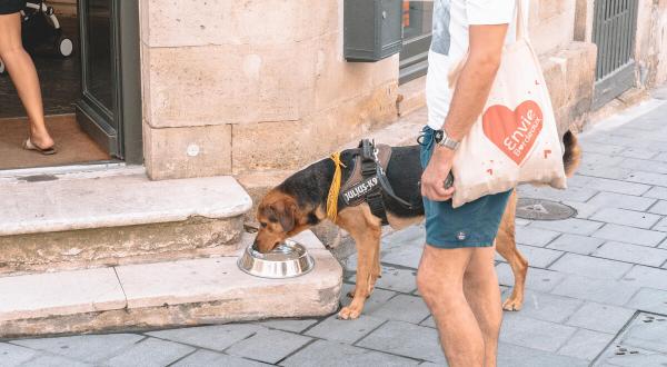 Hunde, die unter der Hitze leiden.  9. August 2020, Bordeaux.