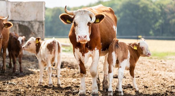 Ökologischer Milchviehbetrieb in Deutschland