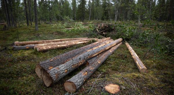 Abgeholzte Bäume im Wald