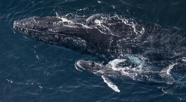 Newborn Humpbacks taking their First Breaths