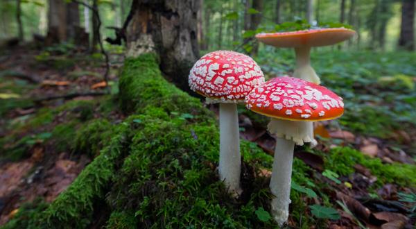 Pilze, rot mit weißen Punkten, im Wald