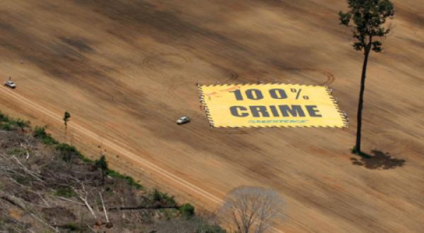 Santarém: Kahlschlagfläche mit Banner und frisch gepflanztem Baum