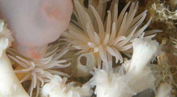 Seeanemone auf dem norwegischen Kaltwasser-Korallenriff, Oktober 2009