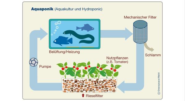 Die Aquaponik ist eine Kombination aus Aquakultur und Hydroponic (Pflanzenanbau ohne Erde)