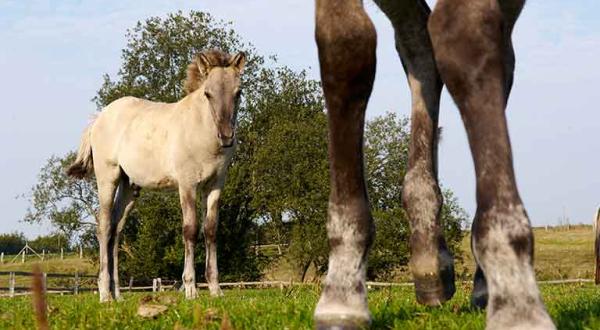 Konik, Pferd, auf der Weide im Tierparke Arche Warder, September 2006